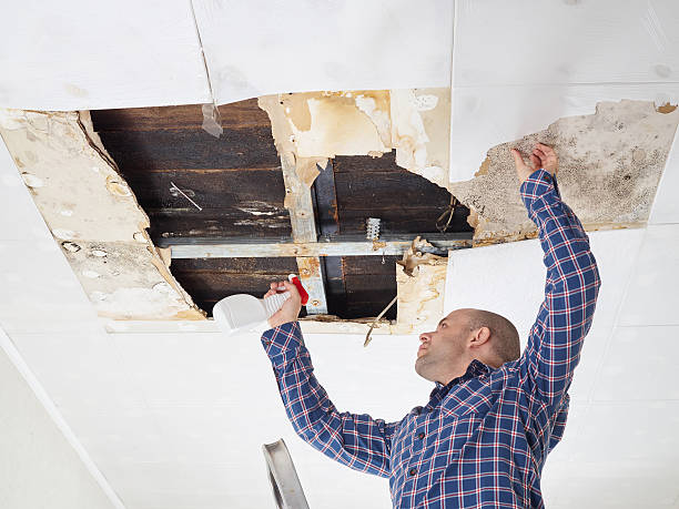 Best Mold Odor Removal Services  in Hutto, TX